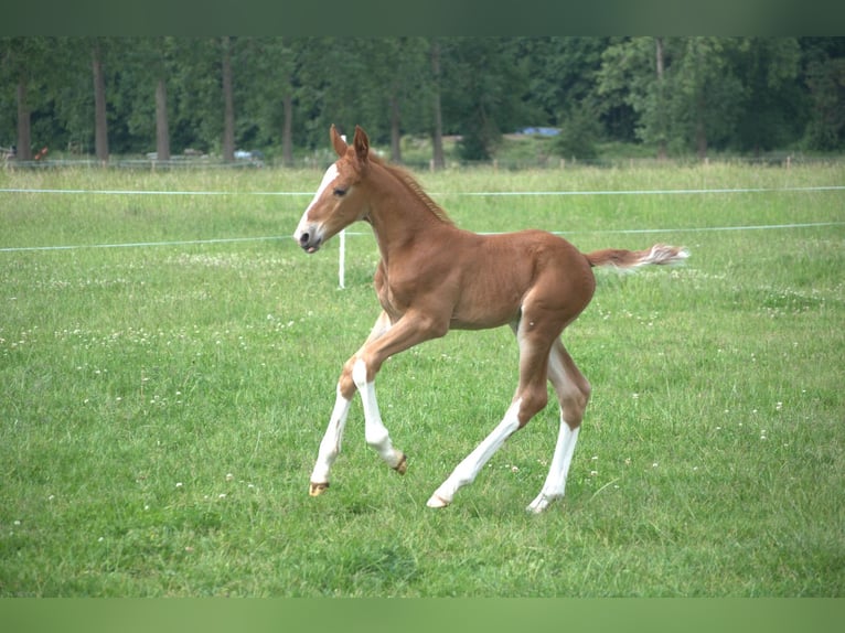 KWPN Étalon  165 cm Alezan in Overasselt
