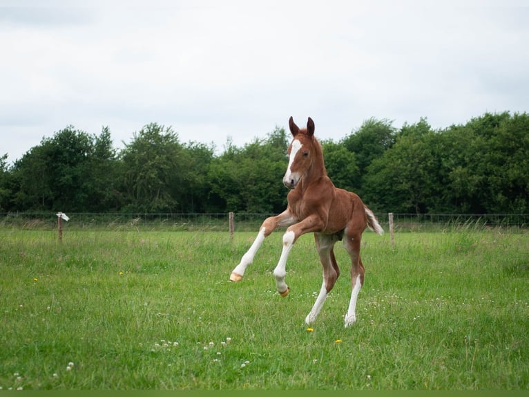 KWPN Étalon  165 cm Alezan in Overasselt