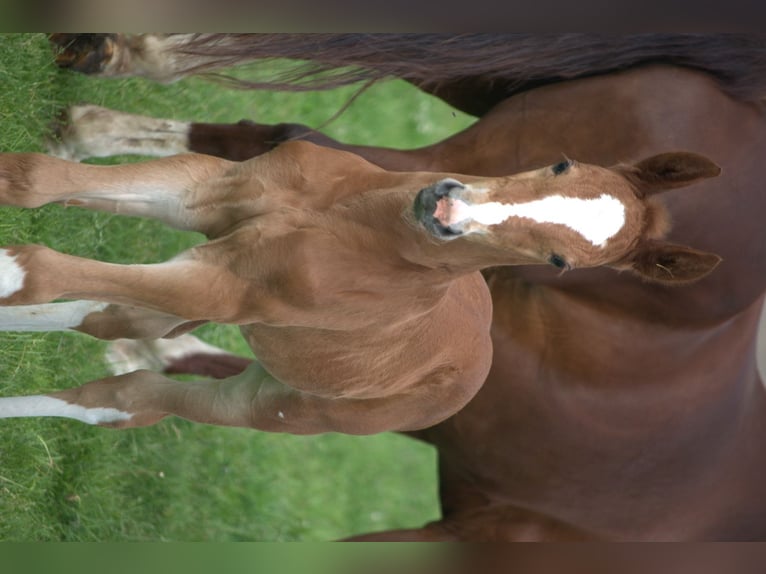 KWPN Étalon  165 cm Alezan in Overasselt