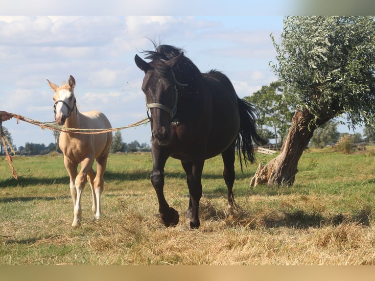 KWPN Étalon Poulain (05/2026) 165 cm Palomino in Giessenburg