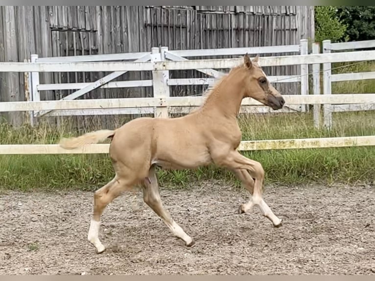 KWPN Étalon Poulain (05/2024) 166 cm Palomino in Zell