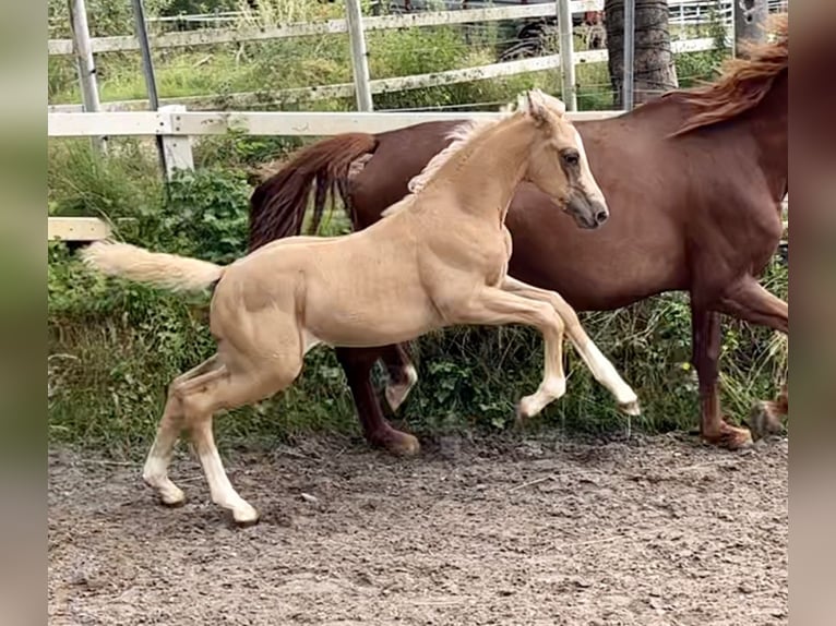 KWPN Étalon Poulain (05/2024) 166 cm Palomino in Zell