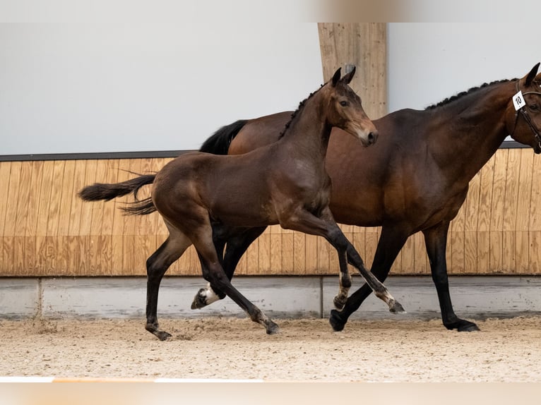KWPN Étalon Poulain (03/2025) 168 cm Bai brun in Amstelveen