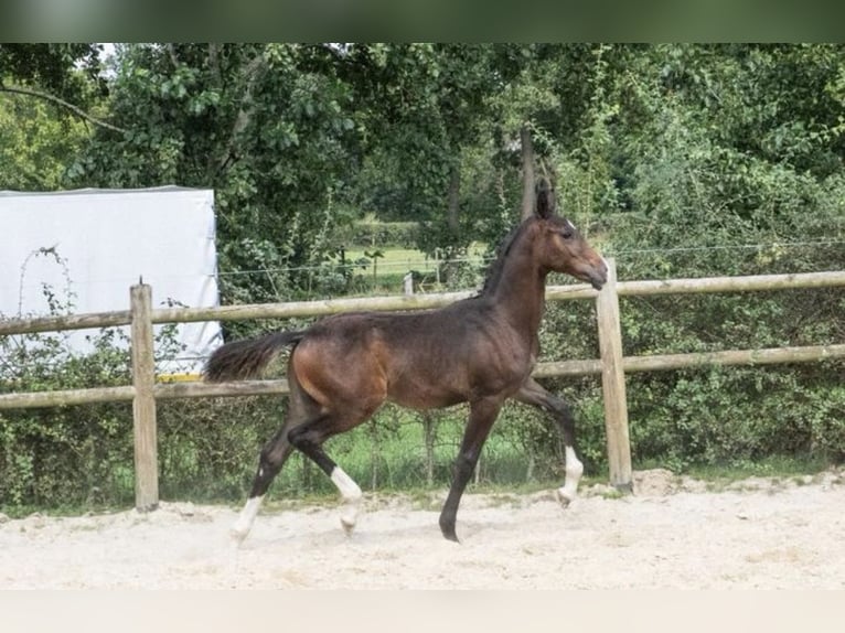 KWPN Étalon Poulain (05/2024) 168 cm Bai brun in Lutjegast