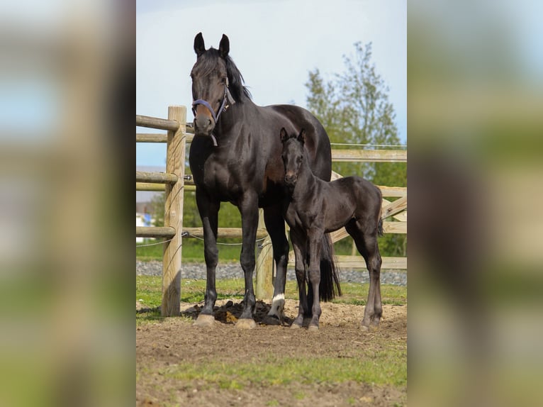 KWPN Étalon Poulain (04/2024) 168 cm Bai brun foncé in Rijnsburg