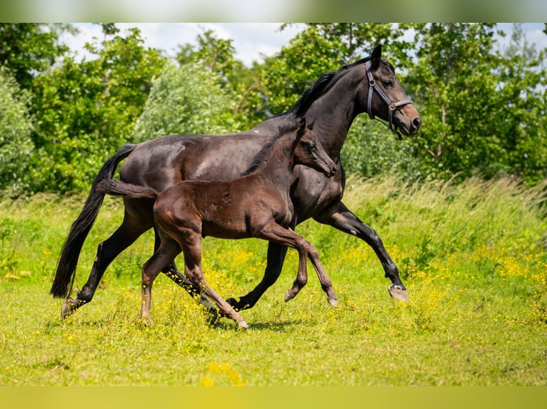 KWPN Étalon Poulain (04/2024) 168 cm Bai brun foncé in Rijnsburg