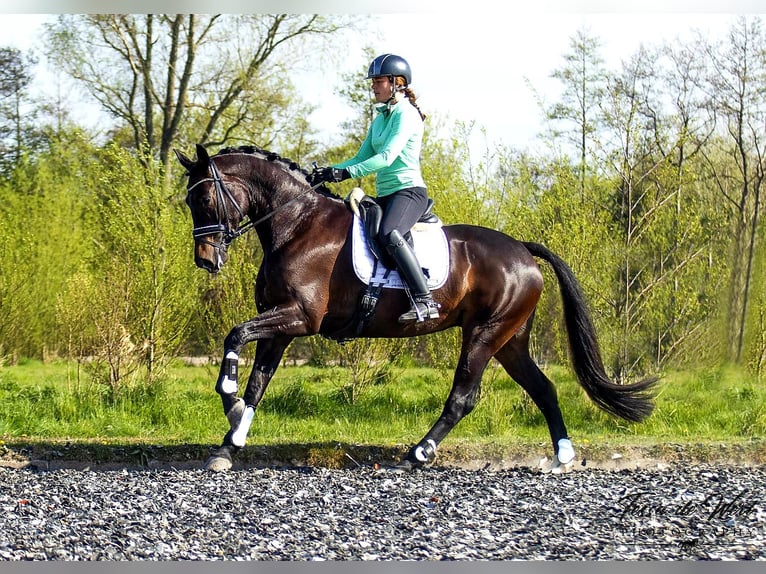 KWPN Étalon Poulain (04/2024) 168 cm Bai brun foncé in Rijnsburg