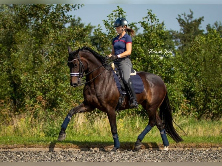 KWPN Étalon Poulain (04/2024) 168 cm Bai brun foncé in Rijnsburg