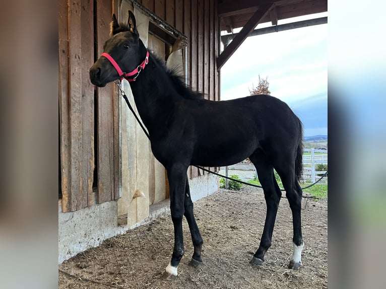 KWPN Étalon Poulain (06/2025) 168 cm Noir in Zell an der Pram