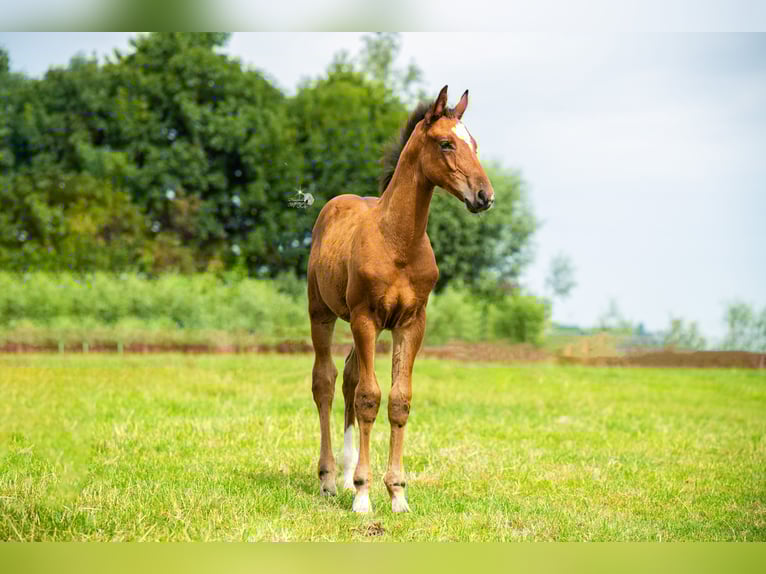 KWPN Étalon Poulain (05/2025) 169 cm Bai in Woerden