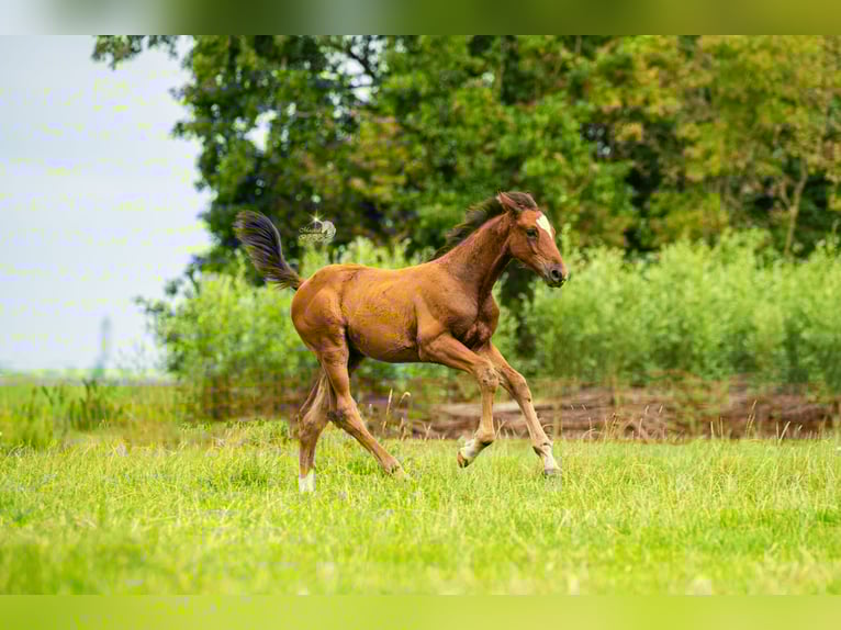 KWPN Étalon Poulain (05/2025) 169 cm Bai in Woerden
