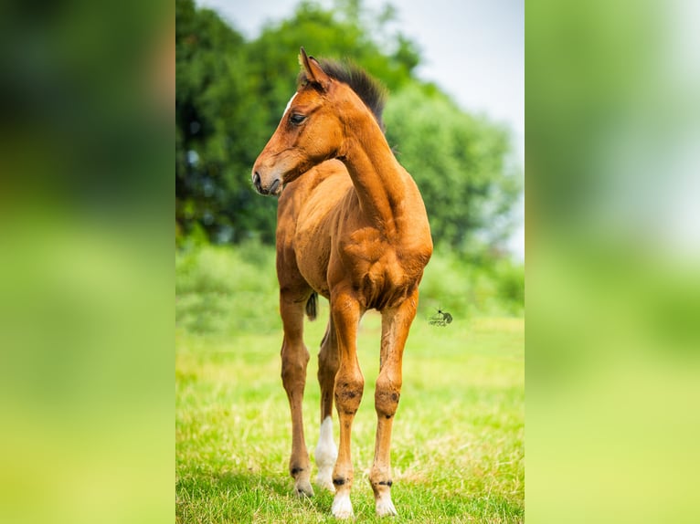 KWPN Étalon Poulain (05/2025) 169 cm Bai in Woerden