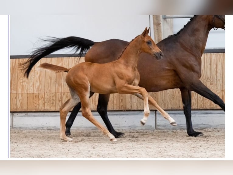 KWPN Étalon Poulain (07/2025) 170 cm Alezan brûlé in Ottersum
