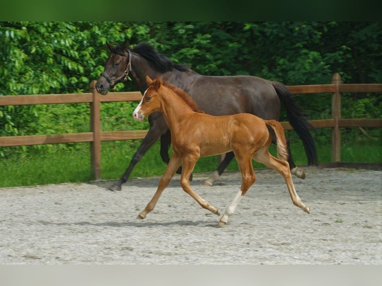 KWPN Étalon Poulain (05/2024) 170 cm Alezan cuivré in Bergen L