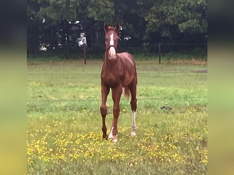 KWPN Étalon Poulain (05/2024) 170 cm Alezan cuivré in Bergen L