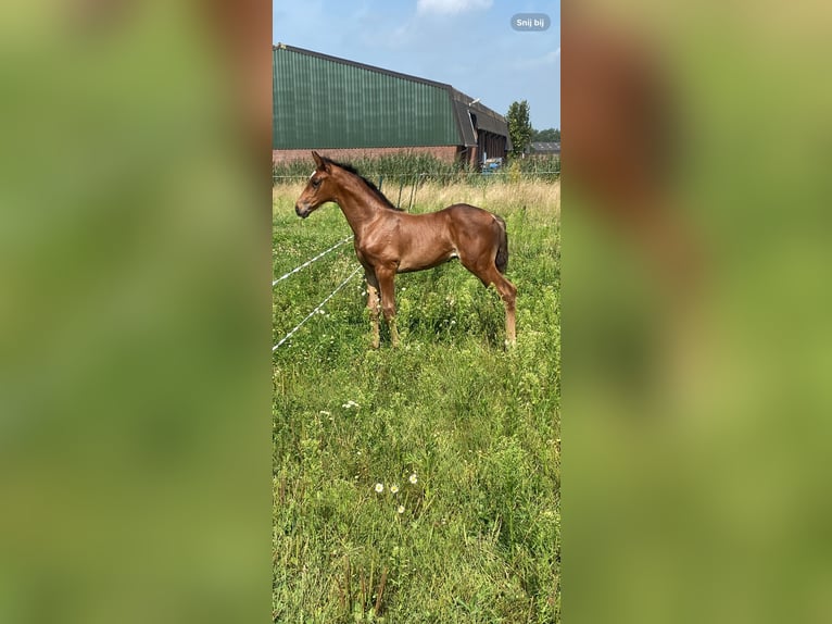 KWPN Étalon  170 cm Bai brun in Veghel