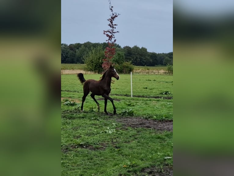 KWPN Étalon Poulain (04/2024) 170 cm Bai brun in Eexterveen