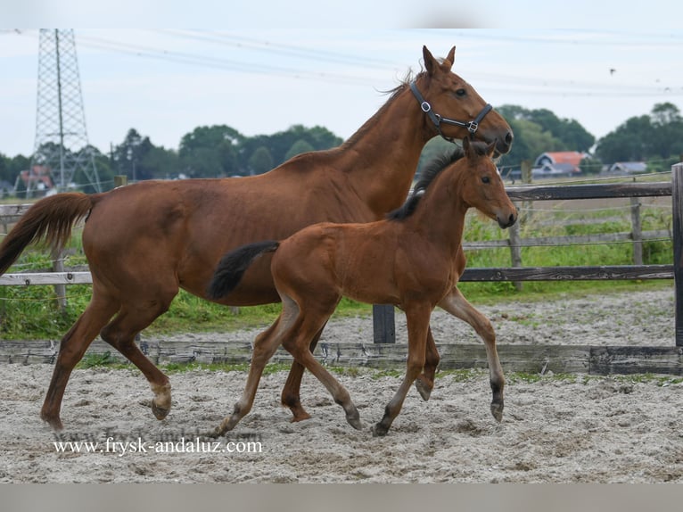 KWPN Étalon Poulain (04/2024) 170 cm Bai in Mijnsheerenland