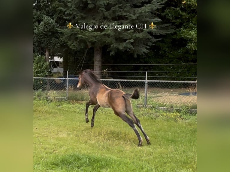 KWPN Étalon Poulain (04/2025) 170 cm in M&#xF6;nchengladbach