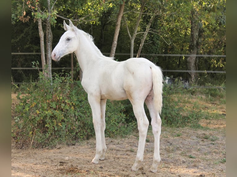 KWPN Étalon Poulain (06/2026) 170 cm Léopard in FRAISSE