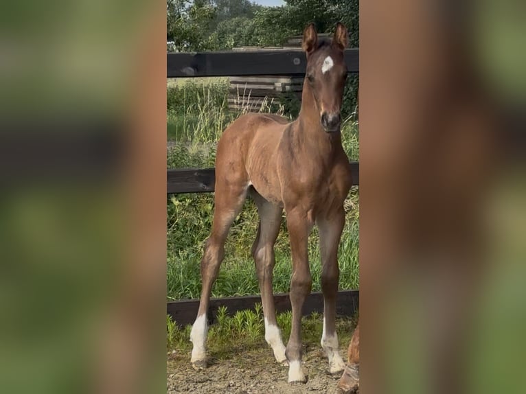 KWPN Étalon  172 cm Bai in Wamel