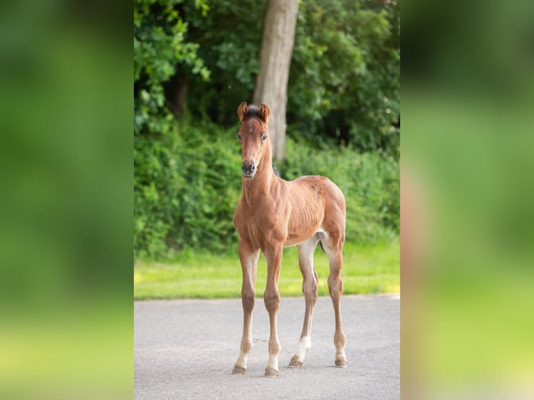 KWPN Étalon Poulain (01/2024) 172 cm in Wamel