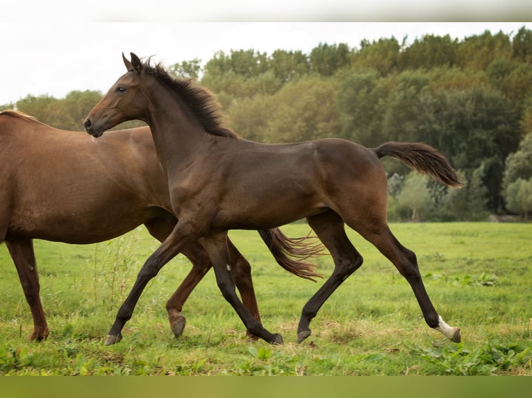 KWPN Étalon Poulain (04/2024) 173 cm Bai brun in Delfgauw