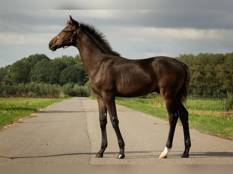 KWPN Étalon Poulain (04/2024) 173 cm Bai brun in Delfgauw