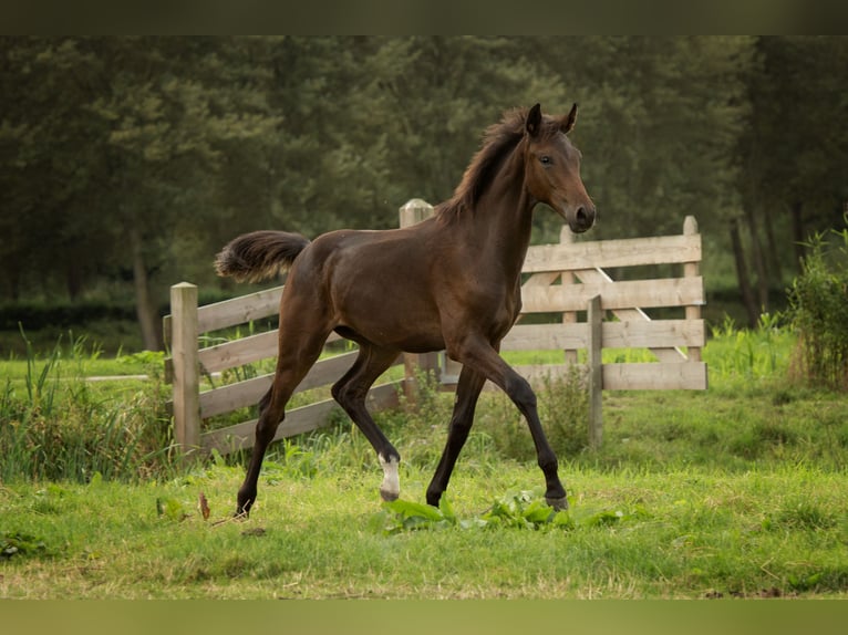 KWPN Étalon Poulain (04/2024) 173 cm Bai brun in Delfgauw