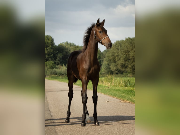 KWPN Étalon Poulain (04/2024) 173 cm Bai brun in Delfgauw