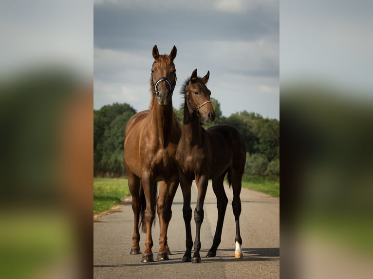 KWPN Étalon Poulain (04/2024) 173 cm Bai brun in Delfgauw