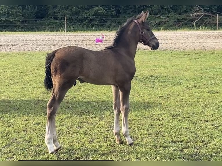 KWPN Étalon Poulain (06/2024) 173 cm Bai brun in Oude Willem