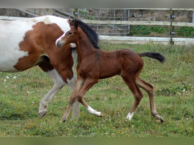 KWPN Étalon Poulain (08/2024) 175 cm Léopard in Murtosa