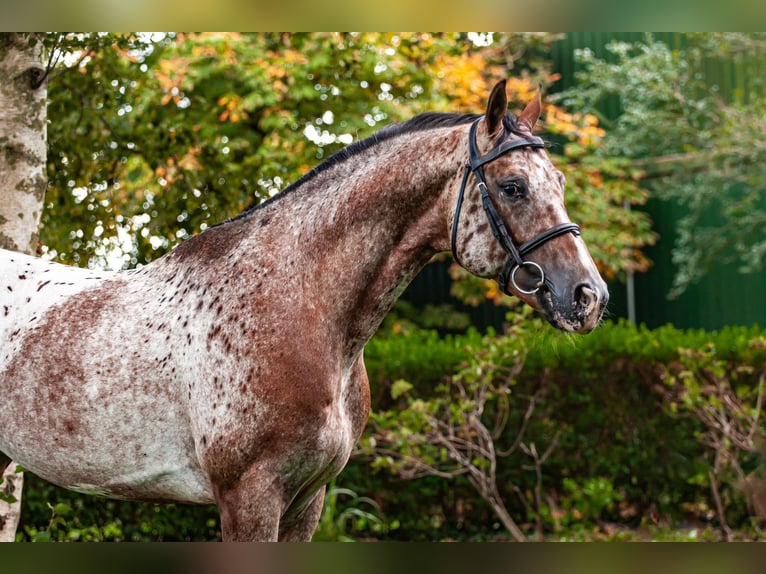 KWPN Étalon Poulain (08/2024) 175 cm Léopard in Murtosa