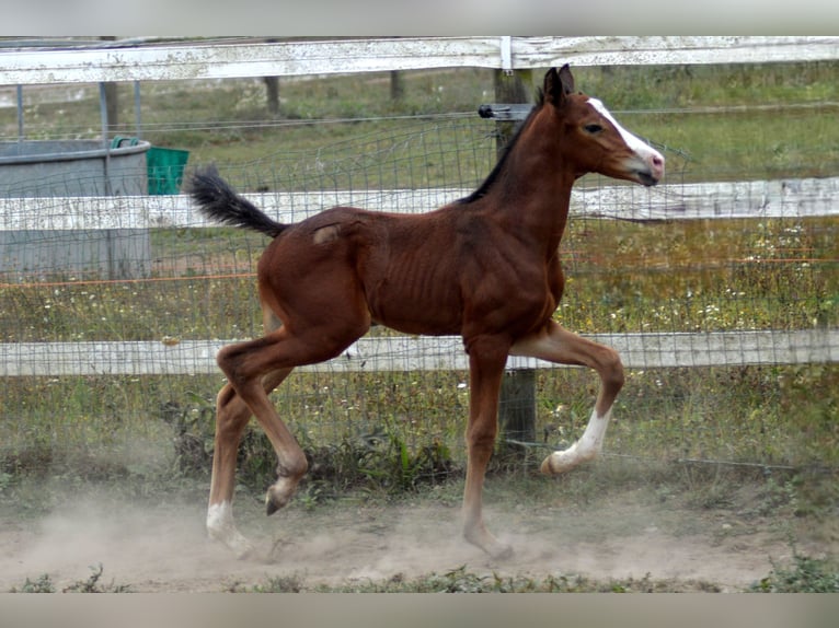 KWPN Étalon Poulain (08/2024) 175 cm Léopard in Murtosa