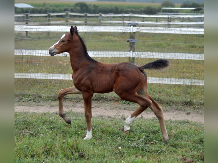 KWPN Étalon Poulain (08/2024) 175 cm Léopard in Murtosa