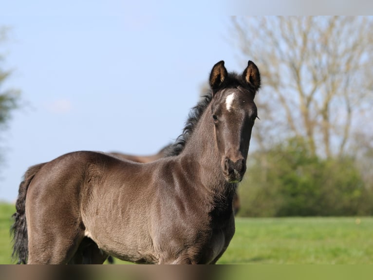 KWPN Étalon Poulain (03/2026) 175 cm Noir in Sneek