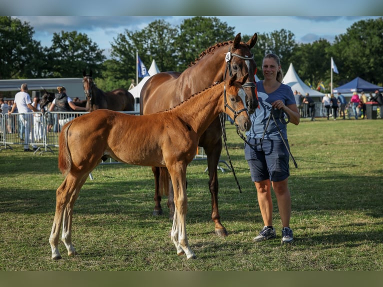 KWPN Étalon  Alezan brûlé in 1e Exlo&#xEB;rmond