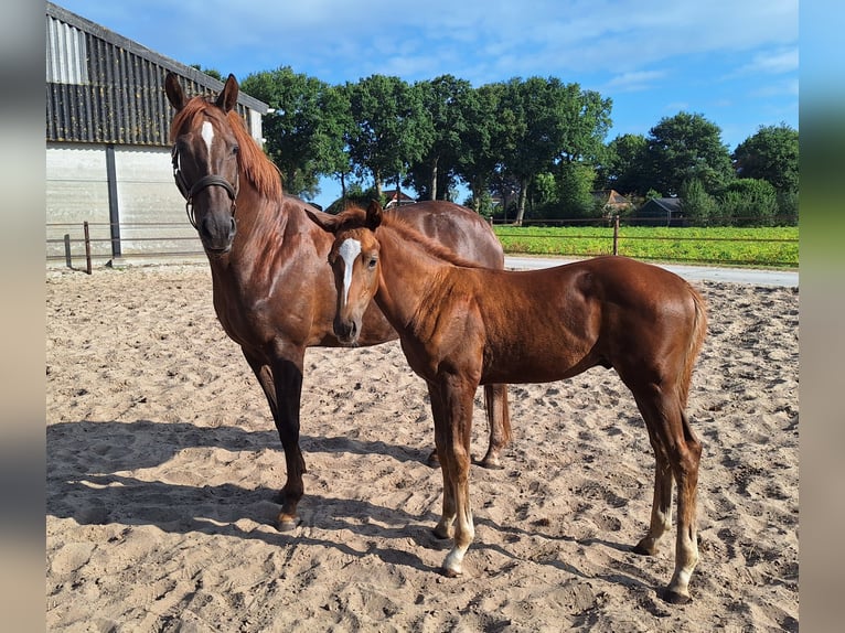 KWPN Étalon Poulain (05/2025) Alezan brûlé in 1e Exlo&#xEB;rmond