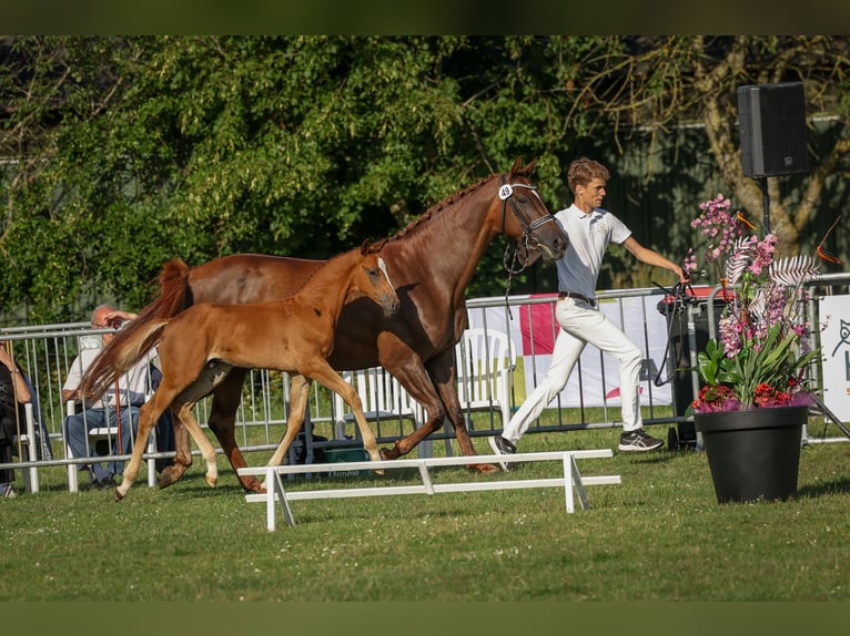 KWPN Étalon  Alezan brûlé in 1e Exlo&#xEB;rmond