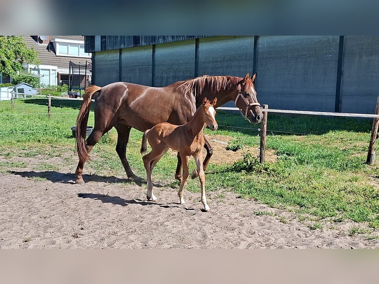 KWPN Étalon  Alezan brûlé in 1e Exlo&#xEB;rmond