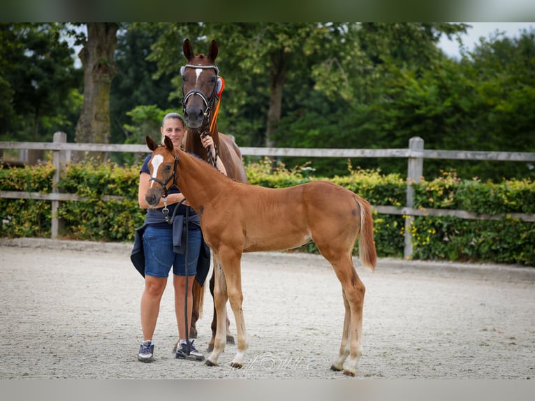 KWPN Étalon  Alezan brûlé in 1e Exlo&#xEB;rmond
