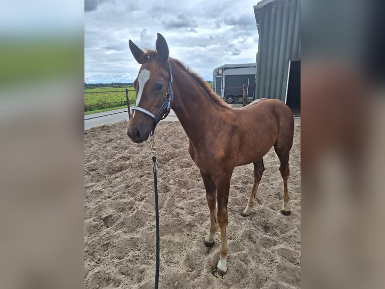 KWPN Étalon Poulain (05/2025) Alezan brûlé in 1e Exlo&#xEB;rmond