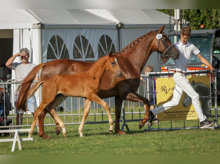 KWPN Étalon  Alezan brûlé in 1e Exlo&#xEB;rmond