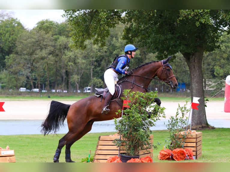 KWPN Étalon Poulain (05/2025) Alezan brûlé in Scharmer