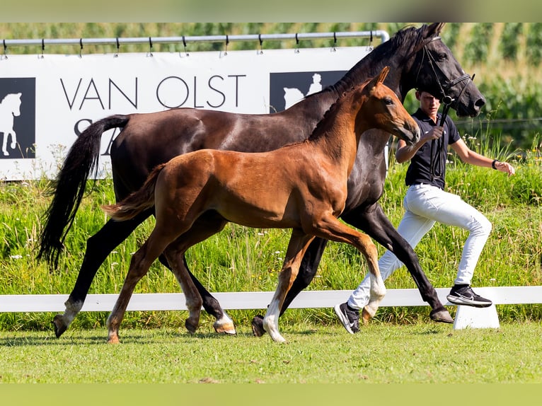 KWPN Étalon Poulain (04/2024) Alezan brûlé in Den Hout