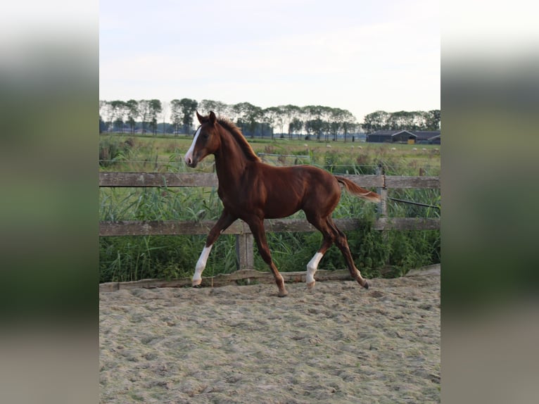 KWPN Étalon Poulain (04/2025) Alezan brûlé in Gellicum