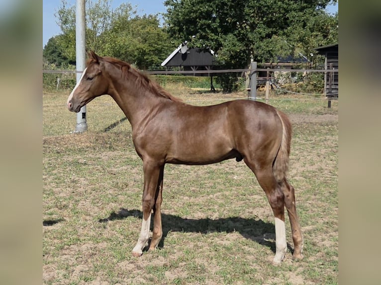 KWPN Étalon Poulain (04/2026) Alezan brûlé in Laar