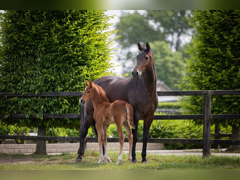 KWPN Étalon  Alezan brûlé in Tiel