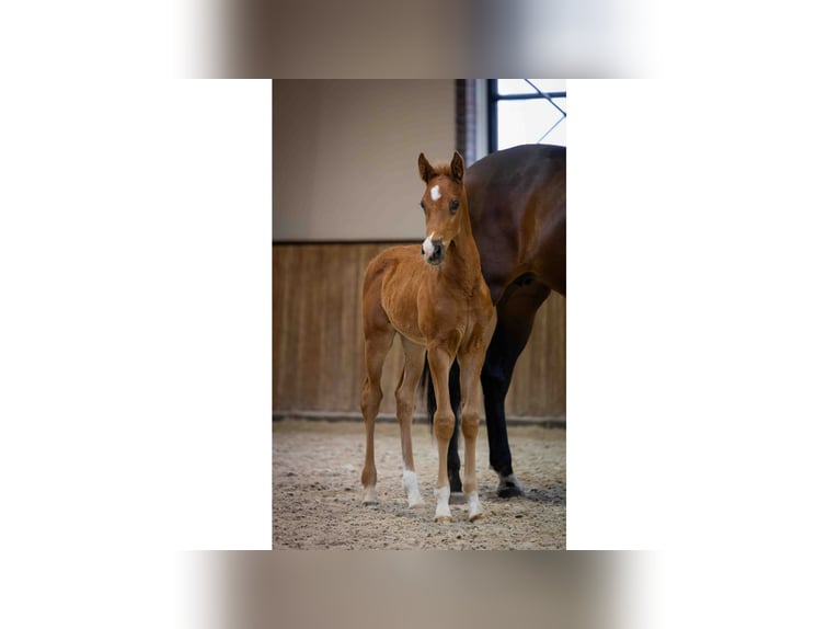 KWPN Étalon  Alezan brûlé in Tiel